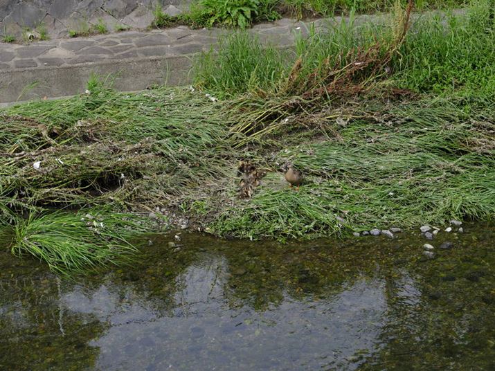 n̑PŃJK̐eqBeB][łӂ܂ł͊ȂFUJIFILM GFX100SAFJINON GF45-100mmF4 R LM OIS WRA100mmi35mmZ79mmjAISO250AF8A1/250bBeʐ^i11648×8736A62.9MBj