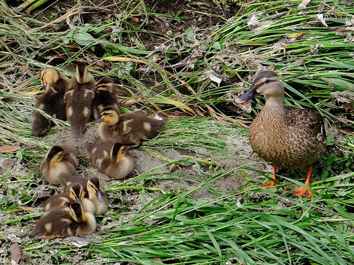 L̎ʐ^100Ńg~OĂ݂ƁAqi̎Yт܂łʂĂ