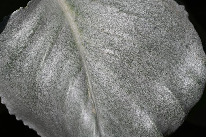 Z 7IIANIKKOR Z MC 105mm f/2.8 VR SAF11A1/320bAISO64AWBFI[g1AsN`[Rg[FI[gAJPEGBeʐ^i8256×5504A27.5MBj