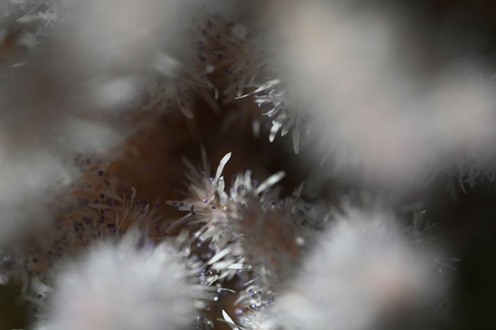 Z 7IIANIKKOR Z MC 105mm f/2.8 VR SAF8A1/320bAISO400AWBFI[g1AsN`[Rg[FI[gAJPEGBeʐ^i8256×5504A22.3MBj