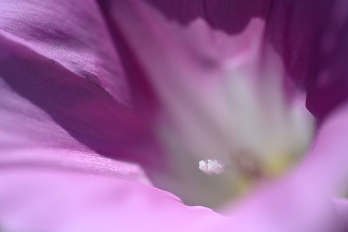 Z 7IIANIKKOR Z MC 105mm f/2.8 VR SAF4.5A1/640bAISO400AWBFI[g1AsN`[Rg[FI[gAJPEGBeʐ^i8256×5504A21.6MBj