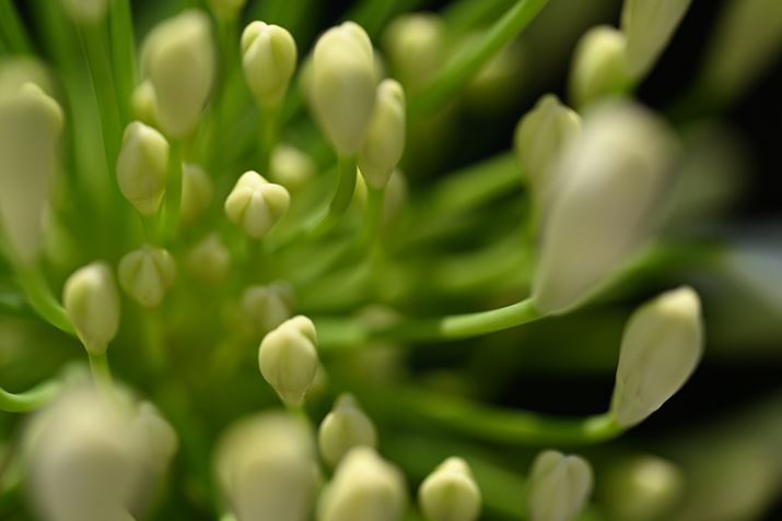 Z 7IIANIKKOR Z MC 105mm f/2.8 VR SAF4.5A1/1000bAISO64AWBFVAsN`[Rg[FI[gAJPEGBeʐ^i8256×5504A19.0MBj