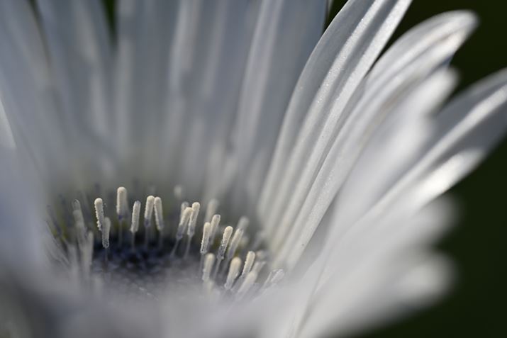 Z 7IIANIKKOR Z MC 105mm f/2.8 VR SAF8A1/160bAISO200AWBFI[g1AsN`[Rg[FX^_[hAJPEGBeʐ^i8256×5504A16.7MBj