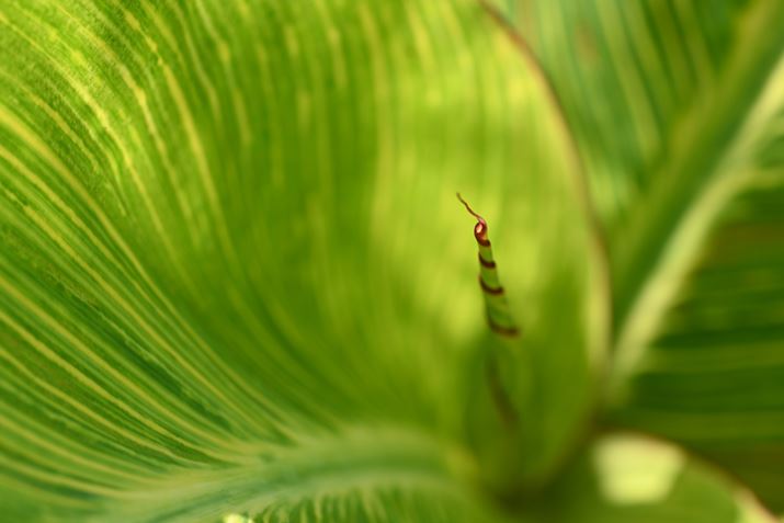 Z 7IIANIKKOR Z MC 105mm f/2.8 VR SAF8A1/320bAISO200AWBFI[g1AsN`[Rg[FX^_[hAJPEGBeʐ^i8256×5504A16.9MBj