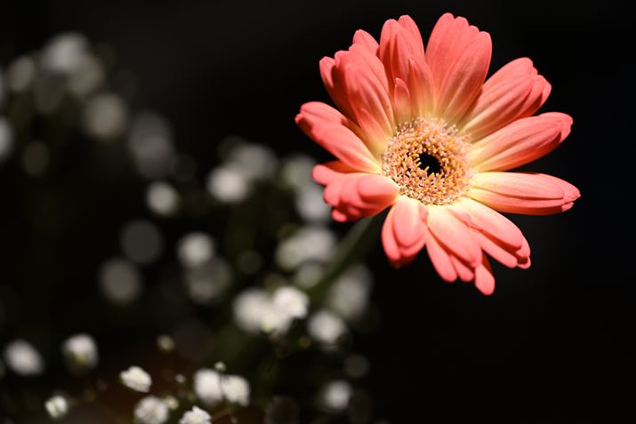 Z 7IIANIKKOR Z MC 105mm f/2.8 VR SAF3.5A1/15bAISO64AWBFI[g1AsN`[Rg[FX^_[hAJPEGBeʐ^i8256×5504A14.6MBj