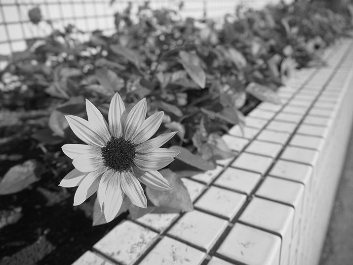 PEN E-P7AM.ZUIKO DIGITAL ED 14-42mm F3.5-5.6 EZA14mmi35mmZ28mmjAISO200AF3.5A1/2500bAzCgoXFI[gAmNvt@CRg[FmNvt@C4iNVbNtB [RgXgjAJPEGBeʐ^i5184×3888A12.0MBj