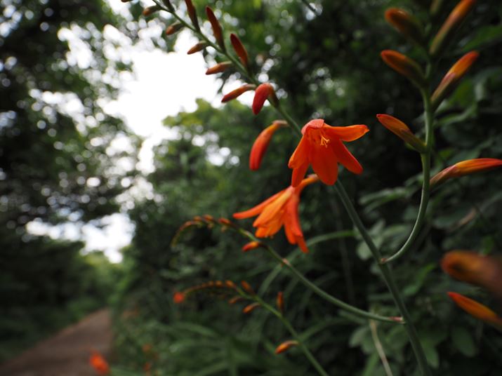 OM-D E-M1 Mark IIIAM.ZUIKO DIGITAL ED 8-25mm F4.0 PROA8mmi35mmZ16mmjAISO200AF4A1/160bAzCgoXFI[gAsN`[[hFNaturalAKFWAJPEGBeʐ^i5184×3888A6.3MBj