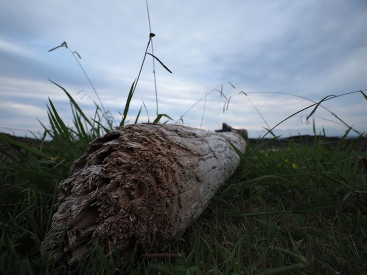 OM-D E-M1 Mark IIIAM.ZUIKO DIGITAL ED 8-25mm F4.0 PROA8mmi35mmZ16mmjAISO200AF4A1/160bAzCgoXFܓVAsN`[[hFi-FinishAKFWAJPEG