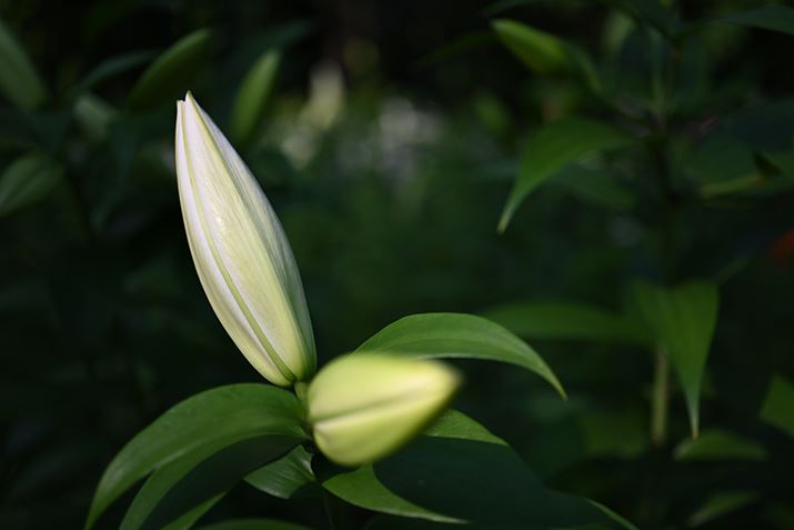 Z 7IIANIKKOR Z MC 50mm f/2.8AF3.3A1/500bAISO64AWBFI[g1AsN`[Rg[FX^_[hAJPEGBeʐ^i8256×5504A15.2MBj