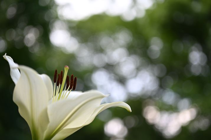 Z 7IIANIKKOR Z MC 50mm f/2.8AF3.3A1/80bAISO64AWBFI[g1AsN`[Rg[FX^_[hAJPEGBeʐ^i8256×5504A15.7MBj