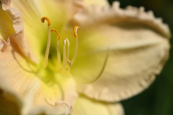 Z 7IIANIKKOR Z MC 50mm f/2.8AF5.6A1/800bAISO64AWBFI[g1AsN`[Rg[FX^_[hAJPEGBeʐ^i8256×5504A19.2MBj