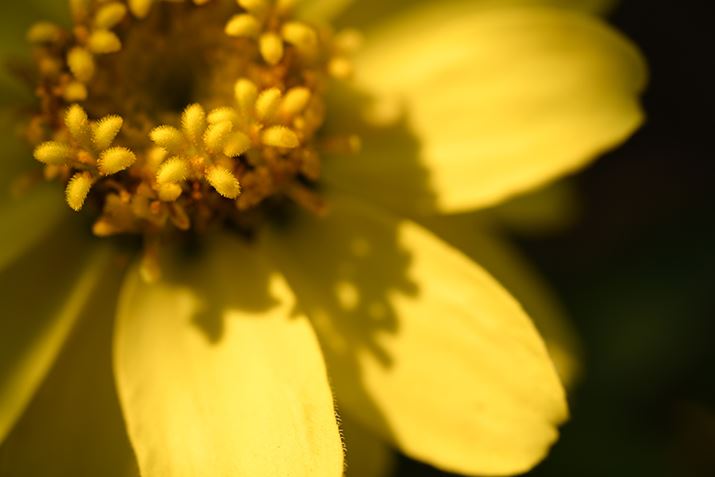 Z 7IIANIKKOR Z MC 50mm f/2.8AF8A1/160bAISO64AWBFVAAsN`[Rg[FX^_[hAJPEGBeʐ^i8256×5504A15.2MBj