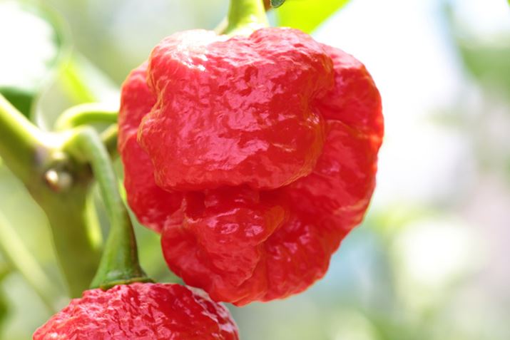 ۂĂ킢`łA̐h͂܂Ɉ̂悤cc