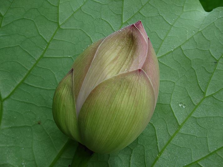 ]J́AŒZœ_ڑ30cmxɗ}ĂAe}NBes₷Bsg荇ĂAtȂǂ̃fBe[mFł