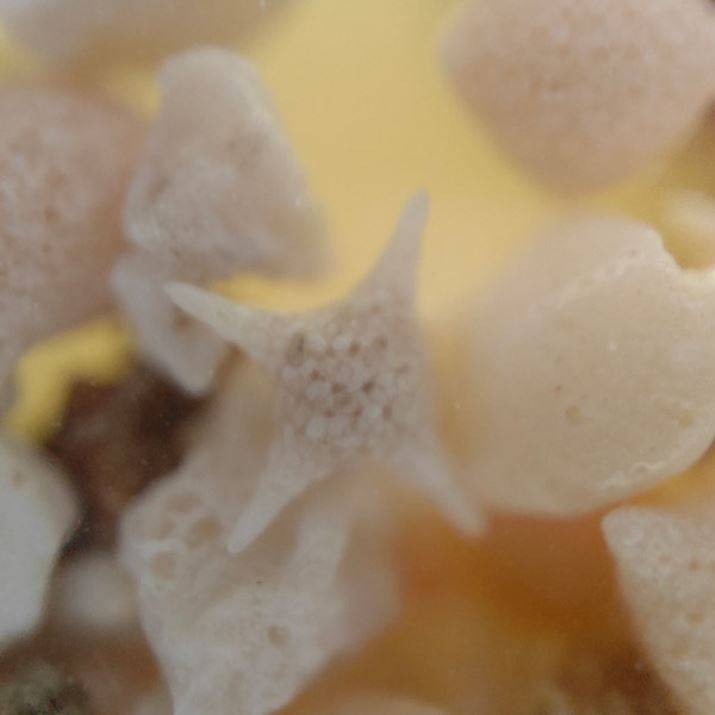 JŐ̍BeBOCgĂ̂ŁBʂ̕s͐SzȂBAʊE[x󂭉p̂ŕW{͂Œ肵قBe͗eՂ