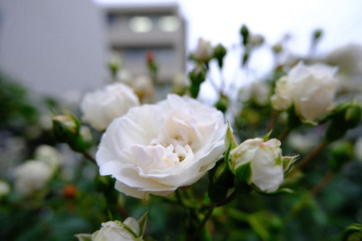 Beʐ^i6240×4160A16.3MBj