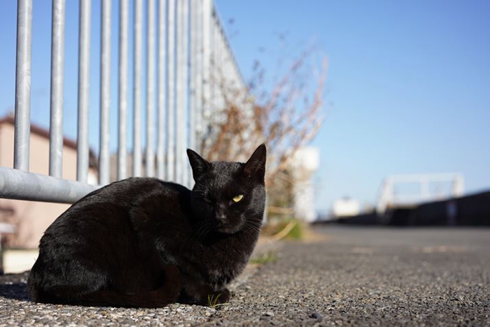 tHNg_[ APO-LANTHAR 50mm F2 AsphericalŎBei7 IIIAF4A1/640bAISO100AzCgoXFI[gANGCeBuX^CFX^_[hj