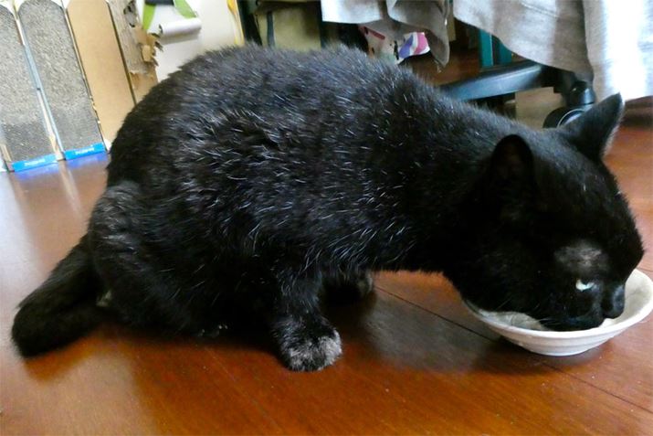 炪]̐HiłBMႢʒuȂ̂œȂ艺Ă܂܂