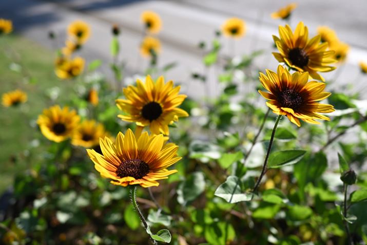 Z fcANIKKOR Z 28mm f/2.8iSpecial EditionjA28mmi35mmZ42mmjAF2.8A1/1600bAISO100AWBFI[g1AsN`[Rg[FI[gAANeBuD-CeBOFI[gAJPEGBeʐ^i5568×3712A7.2MBj