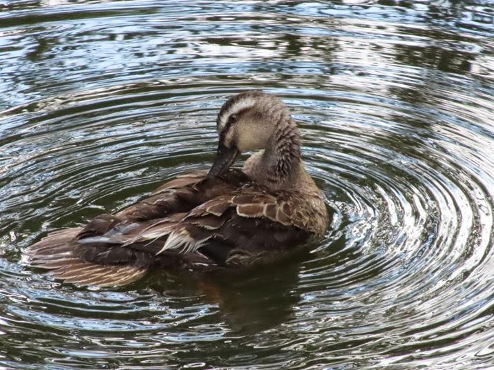 400mmAF6.3A1/500bAISO1600Beʐ^i4000×3000j