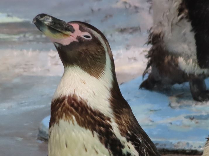 800mmAF6.3A1/500bAISO320Beʐ^i4000×3000j