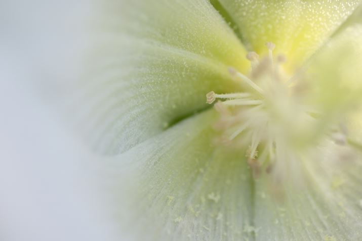 EOS R5ARF100mm F2.8 L MACRO IS USMAISO400AF4A1/320bAzCgoXFI[gi͋CDjAsN`[X^CFX^_[hAJPEGBeʐ^i8192×5464A9.0MBj