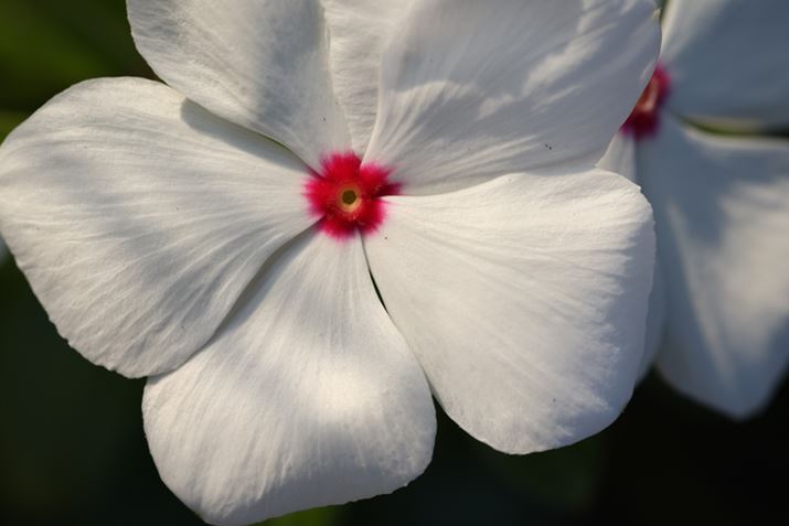 EOS R5ARF100mm F2.8 L MACRO IS USMAISO400AF6.3A1/500bAzCgoXFI[gi͋CDjAsN`[X^CFX^_[hAJPEGBeʐ^i8192×5464A10.6MBj