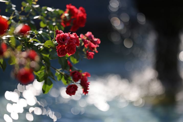 EOS R5ARF100mm F2.8 L MACRO IS USMAISO100AF2.8A1/2500bAzCgoXFI[gi͋CDjAsN`[X^CFX^_[hAJPEGBeʐ^i8192×5464A9.0MBj