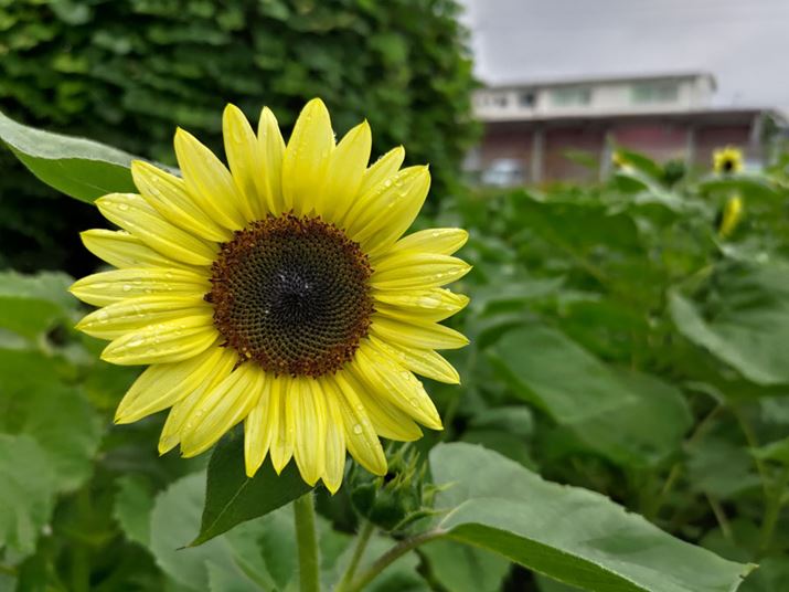 LpJ̍BuAIV[mvONɂĎBe܂Aߓxɋ邱ƂȂRȐFBԂт̎AĒS̏Ŵׂ̍ȃfBe[܂ŕ\Ă܂