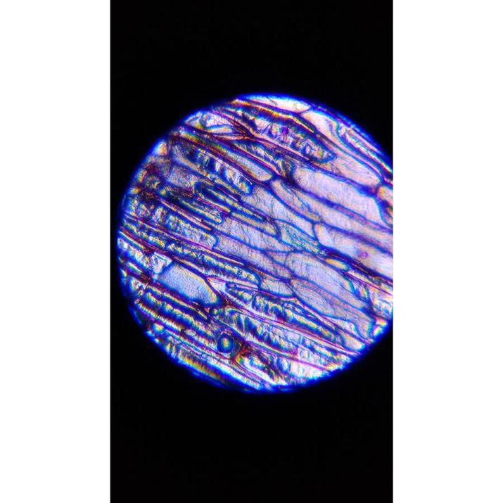 ꂪ250{łB100{̎́AX}zA_v^[̉eHf荞݁A͂ÂȂĂ܂Ƃ܂B200`250{̊Ԃł傤ǂ悢ꏊɒ̂悢Ɗ܂I