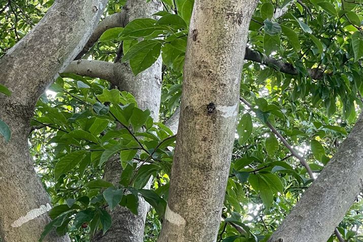 Ă炵؂ƂăZ~̖̋ł