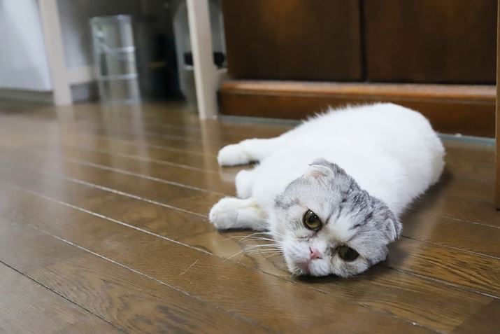 GARÂ炢߁At[OQŗLBzg\Ȃcc