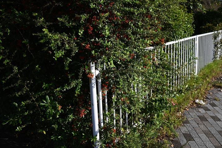 Z 5ANIKKOR Z 40mm f/2AF4.5A1/800bAISO100AWBFI[g1AsN`[Rg[FI[gAANeBuD-CeBOFȂAJPEGBeʐ^i6016×4016A15.5MBj