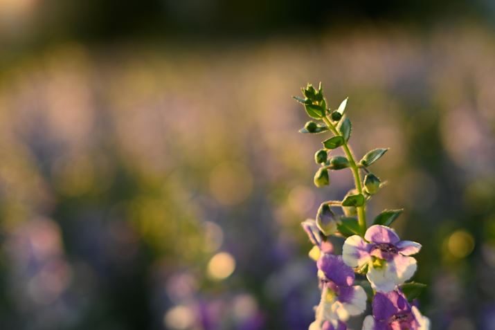 Z fcANIKKOR Z 40mm f/2AF2A1/800bAISO100AWBFRI[gAsN`[Rg[FI[gAANeBuD-CeBOF߁AJPEGBeʐ^i5568×3712A6.5MBj