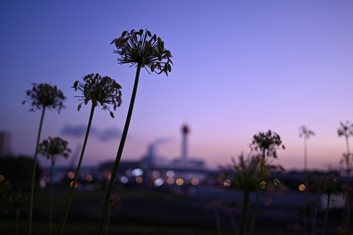 Z 5ANIKKOR Z 40mm f/2AF2A1/50bAISO125AWBFFuAsN`[Rg[FI[gAANeBuD-CeBOF߁AJPEGBeʐ^i6016×4016A8.5MBj