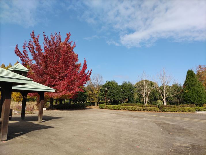 ̌BeBX}[gtH̃Jł́A_Ȃǂ̐Fɒ[ɑNɒ̂ȂA{@ł͎RɊdオƂȂĂ