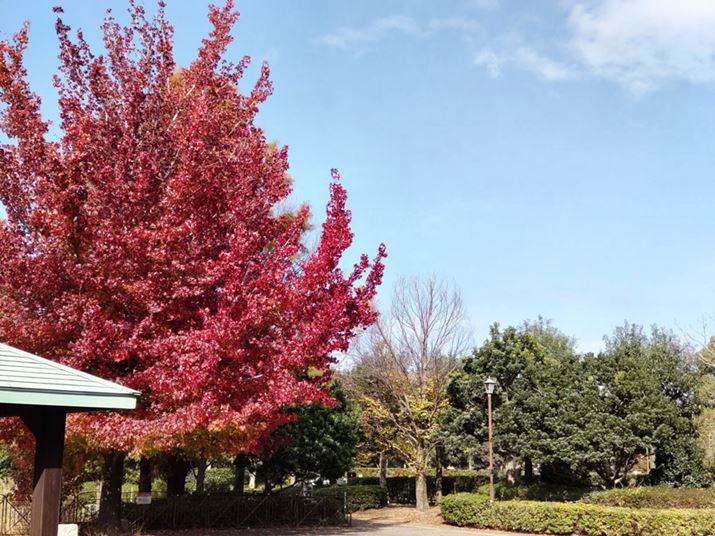 iɖ]Jɐ؂ւĎBeBgtXHg傳Ă邪At̉𑜊͂قǂقǂ