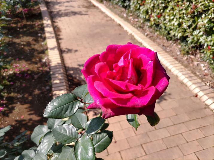 ԂoBeBቿifł͊K̍ČꍇAfGWuProPix3v̌ʂŁA@ׂȐԂ̕\ۂĂ