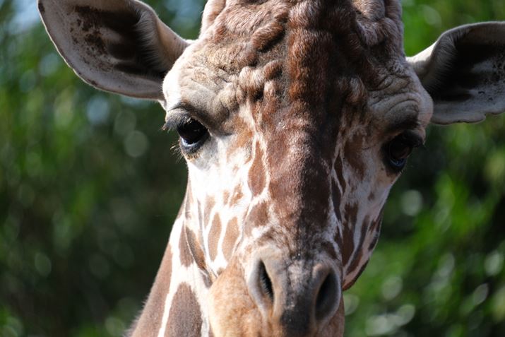 X-S10A18-300mm F/3.5-6.3 Di III-A VC VXDA263mmi35mmZ395mmjAISO1000AF6.3A1/800bAzCgoXFI[gAtBV~[VFPROVIA/X^_[hA_Ci~bNWF100AJPEG<br>Beʐ^i6240×4160A13.7MBj