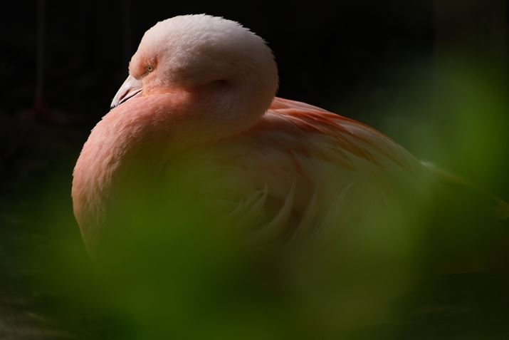 X-S10A18-300mm F/3.5-6.3 Di III-A VC VXDA300mmi35mmZ450mmjAISO400AF6.3A1/900bAzCgoXFI[gAtBV~[VFPROVIA/X^_[hA_Ci~bNWF100AJPEG<br>Beʐ^i6240×4160A11.7MBj