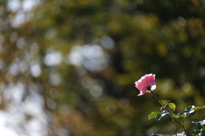 X-S10A18-300mm F/3.5-6.3 Di III-A VC VXDA300mmi35mmZ450mmjAISO500AF6.3A1/900bAzCgoXFI[gAtBV~[VFPROVIA/X^_[hA_Ci~bNWF100AJPEG<br>Beʐ^i6240×4160A11.5MBj