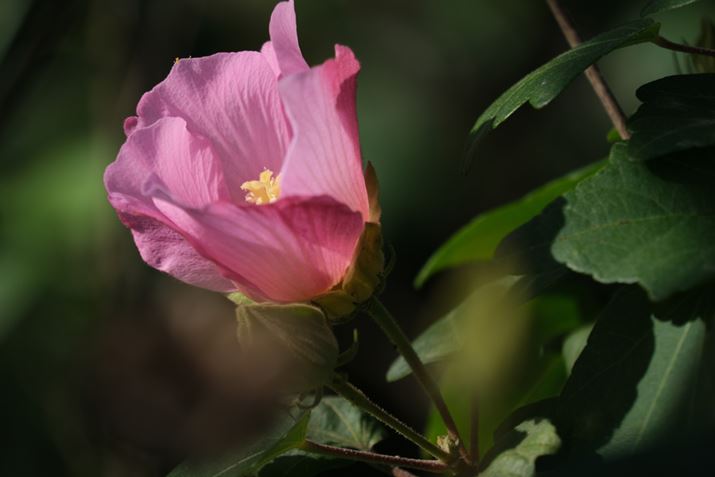 X-S10A18-300mm F/3.5-6.3 Di III-A VC VXDA249mmi35mmZ373mmjAISO200AF6.3A1/750bAzCgoXFI[gAtBV~[VFPROVIA/X^_[hA_Ci~bNWF100AJPEG<br>Beʐ^i6240×4160A10.2MBj