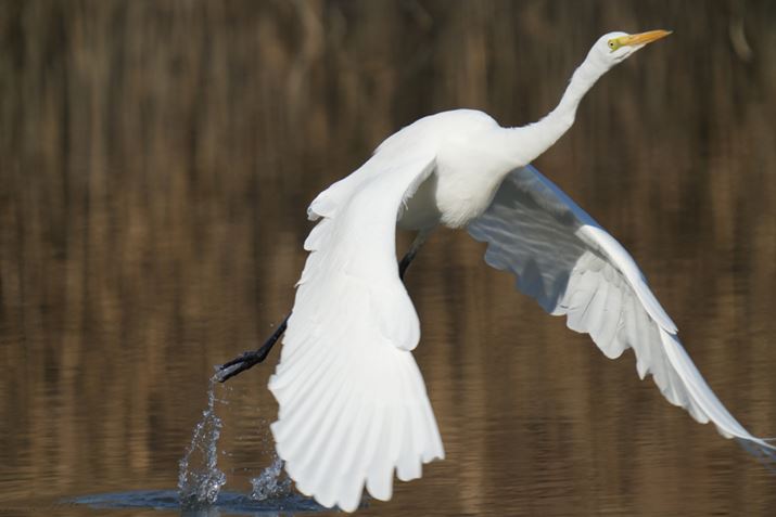 7 IVAFE 200-600mm F5.6-6.3 G OSS{SEL20TCA1200mmAF13A1/1250bAISO800AJPEGBeʐ^i7008×4672A17.2MBj