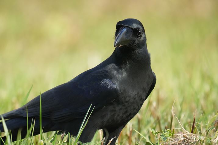 7 IVAFE 200-600mm F5.6-6.3 G OSS{SEL20TCA1200mmAF13A1/3200bAISO12800AJPEGBeʐ^i7008×4672A21.7MBj