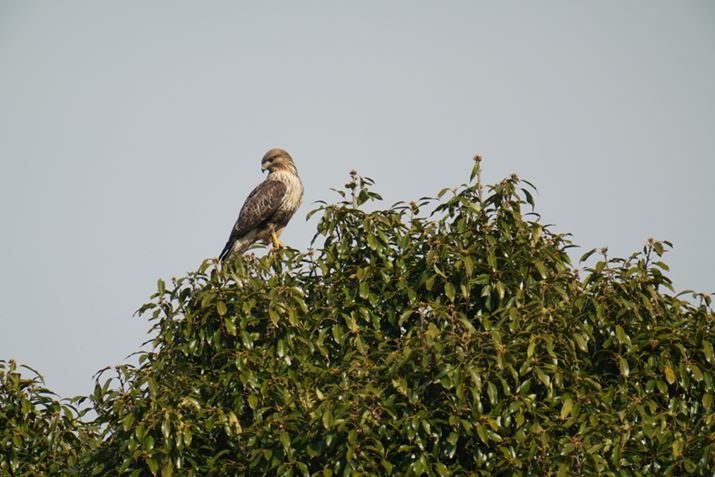 7 IVAFE 200-600mm F5.6-6.3 G OSS{SEL20TCA1200mmAF13A1/800bAISO800AJPEGBeʐ^i7008×4672A19.7MBj