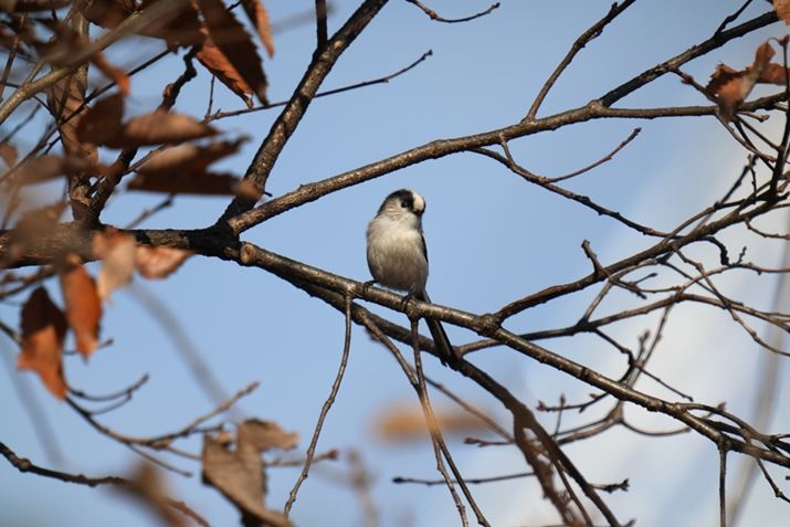 7 IVAFE 200-600mm F5.6-6.3 G OSS{SEL20TCA1200mmAF13A1/1600bAISO1000AJPEGBeʐ^i7008×4672A21.6MBj