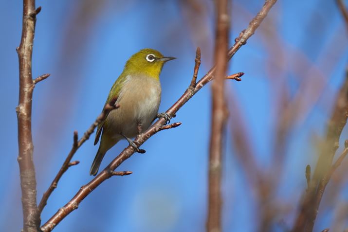 7 IVAFE 200-600mm F5.6-6.3 G OSS{SEL20TCA1200mmAF13A1/800bAISO1000AJPEGBeʐ^i7008×4672A19.6MBj