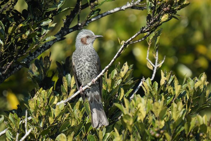 7 IVAFE 200-600mm F5.6-6.3 G OSS{SEL20TCA1200mmAF13A1/1250bAISO2500AJPEGBeʐ^i7008×4672A21.6MBj