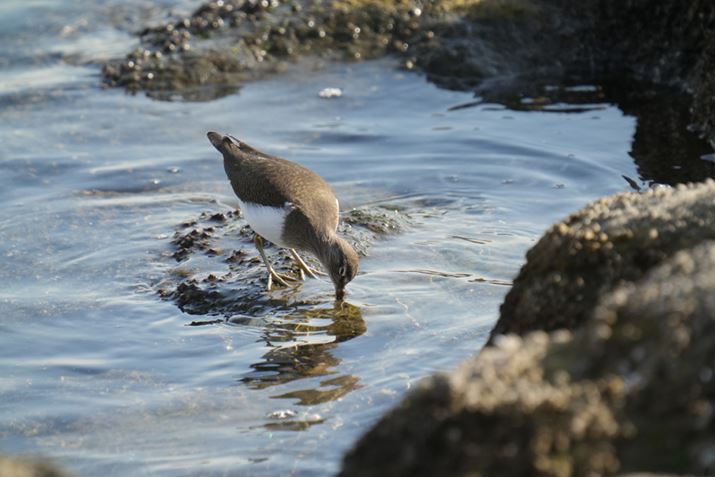 7 IVAFE 200-600mm F5.6-6.3 G OSS{SEL20TCA1200mmAF13A1/1000bAISO2500AJPEGBeʐ^i7008×4672A19.2MBj