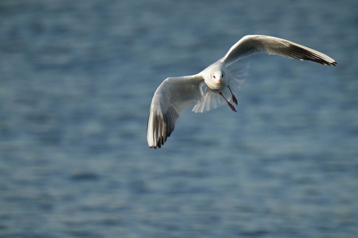 7 IVAFE 200-600mm F5.6-6.3 G OSS{SEL20TCA1200mmAF13A1/2500bAISO3200AJPEGBeʐ^i7008×4672A19.2MBj